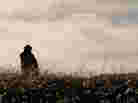 Field photo