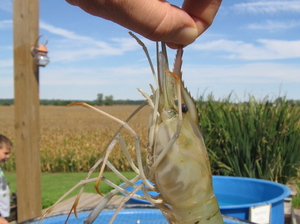 A plump specimen is plucked out of a bin holding this year's local harvest at the Ohio Shrimp and Fish Festival.