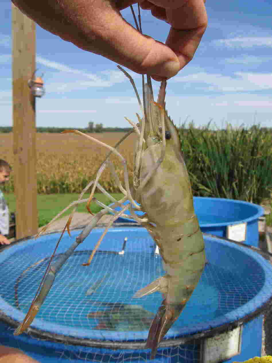 A plump specimen is plucked out of a bin holding this year's local harvest at the Ohio Shrimp and Fish Festival.