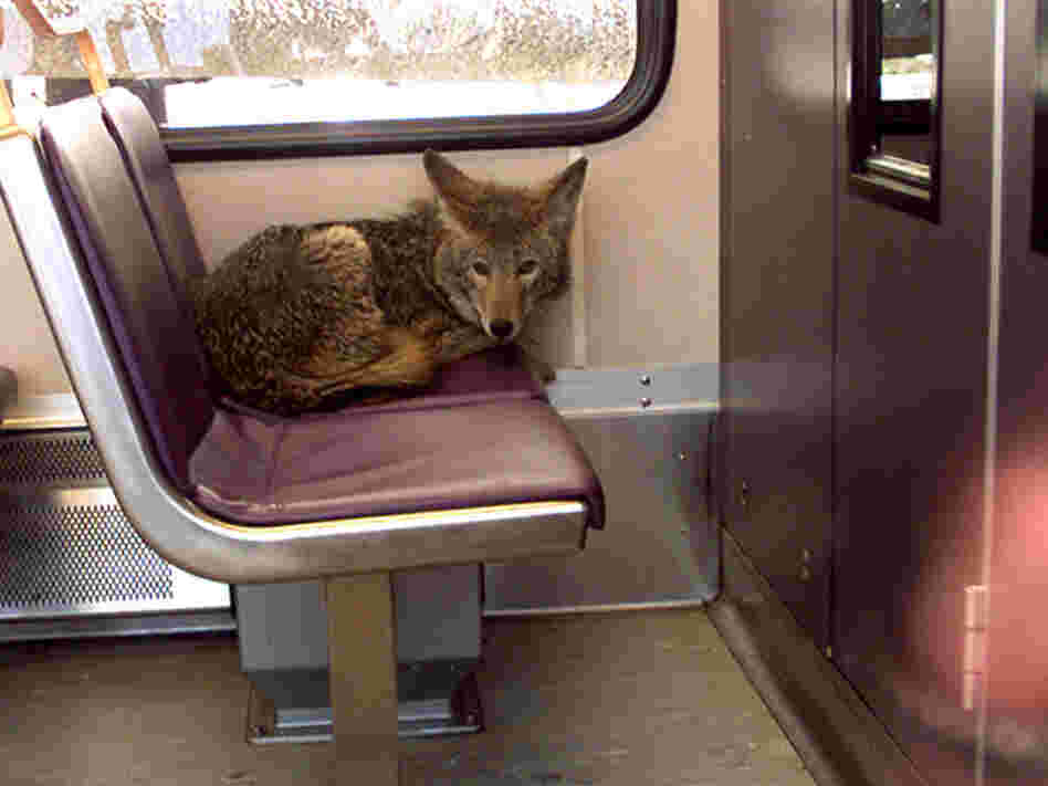 A coyote takes a ride on a light rail train in Portland, Ore., back in 2002. The wild canines are becoming more and more comfortable living in cities.