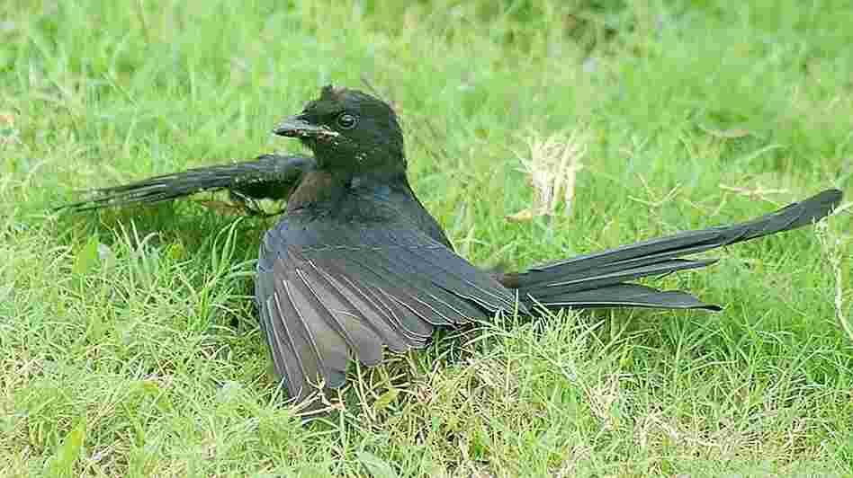 Bird "anting."