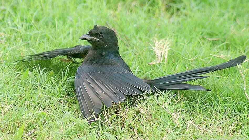 Bird "anting."