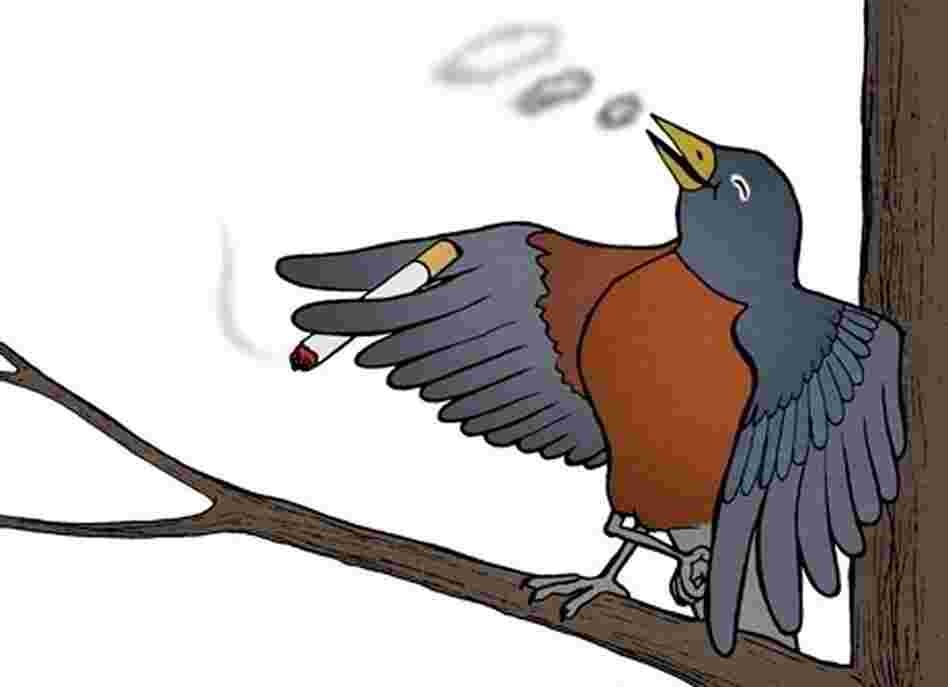 Bird smoking a cigarette. Bird smoking a cigarette.