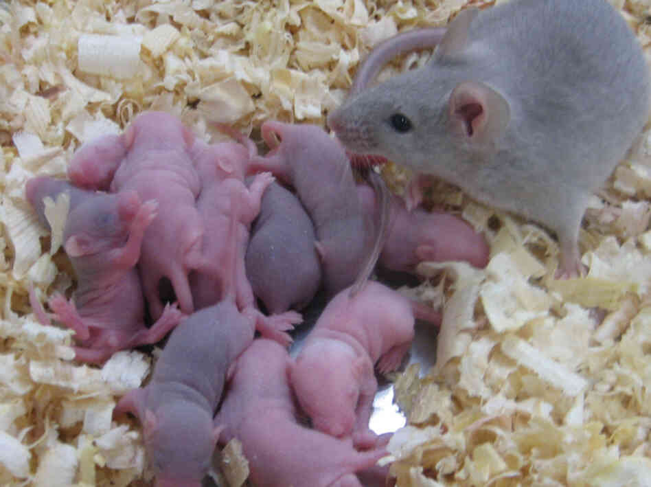 Each of these mouse pups was born from an egg scientists created using embryonic stem cells. It's possible the technology could change future treatment for human infertility.