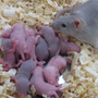 Each of these mouse pups was born from an egg scientists created using embryonic stem cells. It's possible the technology could change future treatment for human infertility.
