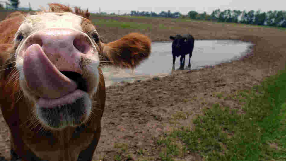 Two steers on a family farm just west of Bowling Green, Ohio, July 26, 2005.