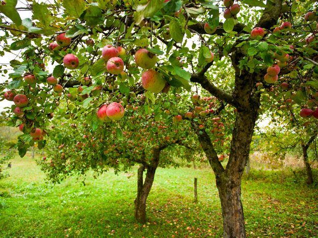 American apple growers realized that if they used dwarfing rootstocks and planted their trees closer together, they could increase their harvest of apples per acre by 200 to 300 percent.