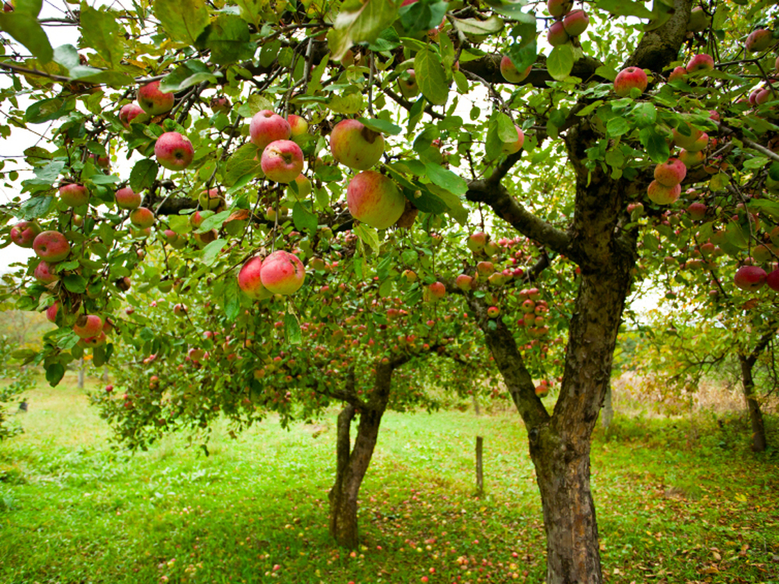 American apple growers realized that if they used dwarfing rootstocks and planted their trees closer together, they could increase their harvest of apples per acre by 200 to 300 percent.