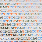 Each strand of DNA is written in a simple language composed of four letters: A, T, C and G. Each strand of DNA is written in a simple language composed of four letters: A, T, C and G.