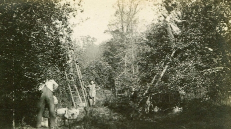 Harvest time at the Doud family farm in Ohio in 1916 before dwarf apple trees were common in the U.S. Harvest time at the Doud family farm in Ohio in 1916 before dwarf apple trees were common in the U.S.