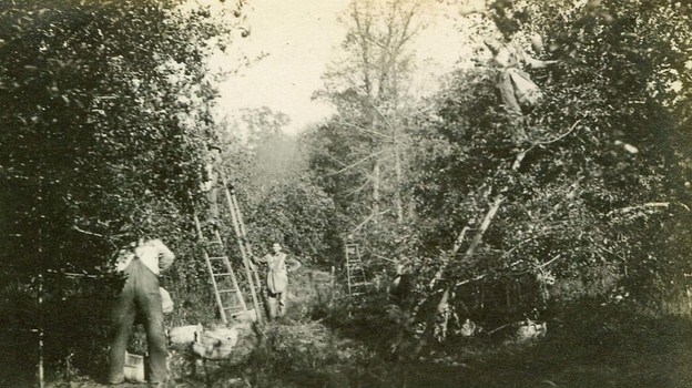 Harvest time at the Doud family farm in Ohio in 1916 before dwarf apple trees were common in the U.S.