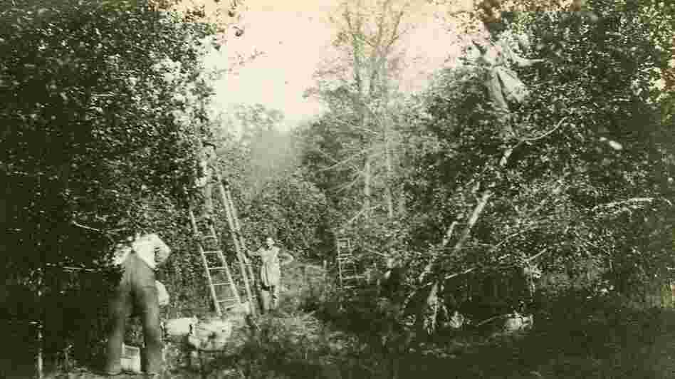 Harvest time at the Doud family farm in Ohio in 1916 before dwarf apple trees were common in the U.S.