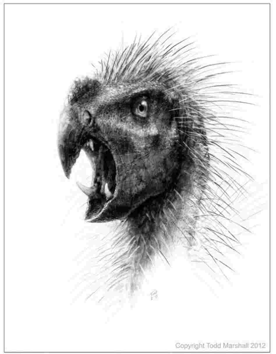 Pegomastax africanus stood less than two feet tall and sported sharp fangs and a beak. Pegomastax africanus stood less than two feet tall and sported sharp fangs and a beak.