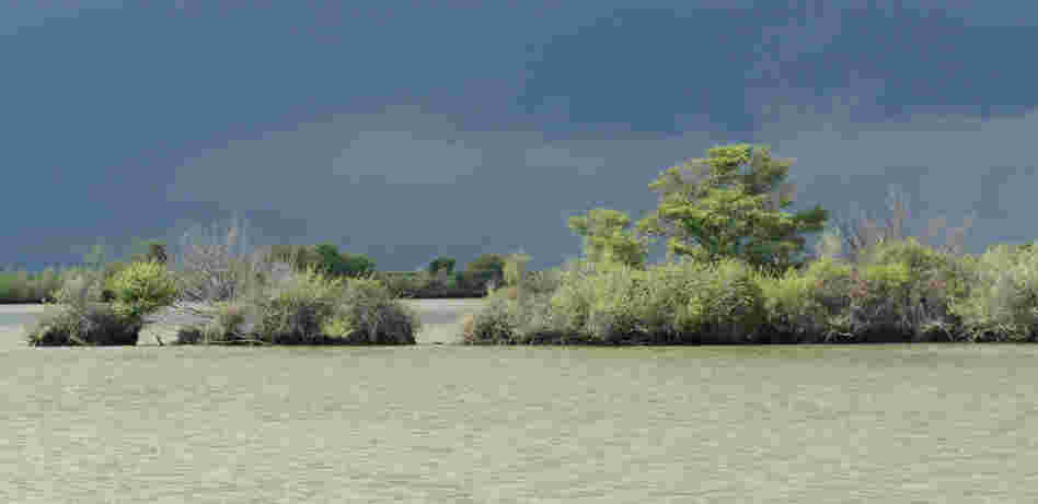 Wetlands are returning naturally at Liberty Island in the Sacramento-San Joaquin Delta in California. The state plans to restore more than 100,000 acres of habitat in the area.