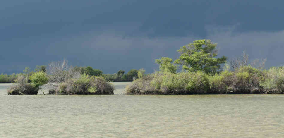 Wetlands are returning naturally at Liberty Island in the Sacramento-San Joaquin Delta in California. The state plans to restore more than 100,000 acres of habitat in the area.
