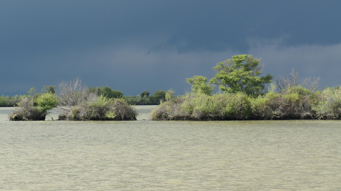 Wetlands are returning naturally at Liberty Island in the Sacramento-San Joaquin Delta in California. The state plans to restore more than 100,000 acres of habitat in the area.