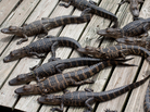 A group of baby gators basking in the sun. A group of baby gators basking in the sun.