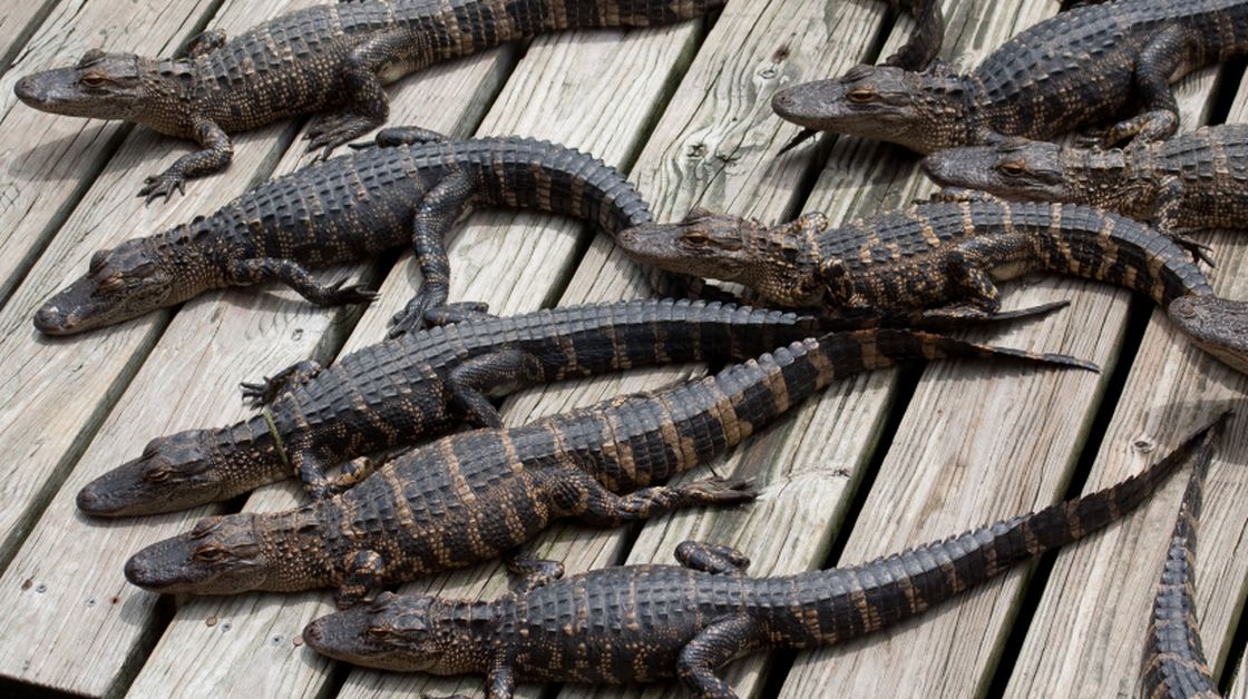 A group of baby gators basking in the sun.