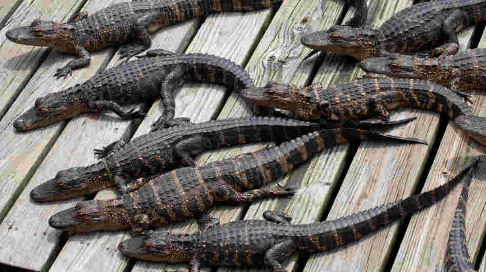 A group of baby gators basking in the sun.