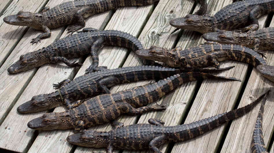 A group of baby gators basking in the sun.
