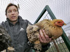 When a case of the potentially lethal H5N1 bird flu was found in British poultry in 2007, Dutch farmers were told to keep their poultry away from wild birds by closing off outdoor areas with wire mesh. When a case of the potentially lethal H5N1 bird flu was found in British poultry in 2007, Dutch farmers were told to keep their poultry away from wild birds by closing off outdoor areas with wire mesh.