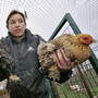 When a case of the potentially lethal H5N1 bird flu was found in British poultry in 2007, Dutch farmers were told to keep their poultry away from wild birds by closing off outdoor areas with wire mesh.