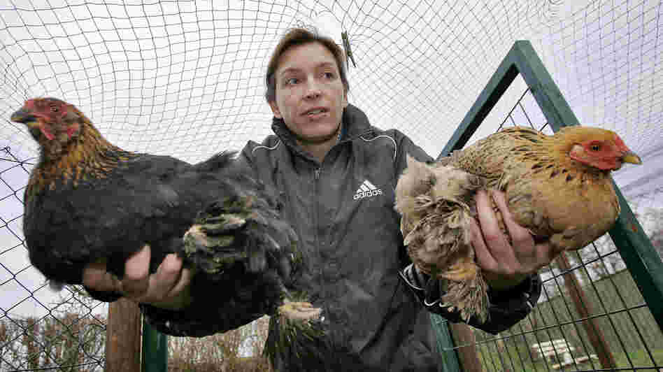When a case of the potentially lethal H5N1 bird flu was found in British poultry in 2007, Dutch farmers were told to keep their poultry away from wild birds by closing off outdoor areas with wire mesh.