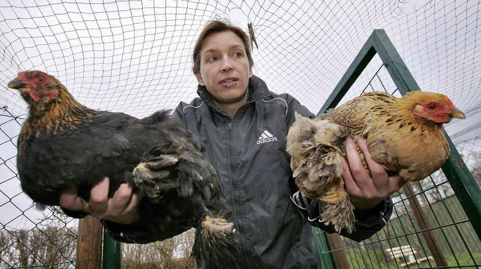 When a case of the potentially lethal H5N1 bird flu was found in British poultry in 2007, Dutch farmers were told to keep their poultry away from wild birds by closing off outdoor areas with wire mesh.
