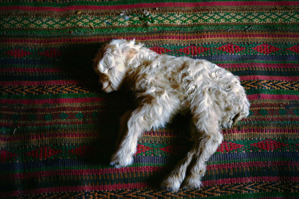 A newborn sheep, found early in the morning, is taken inside a mud-and-thatch house and laid on a carpet by a fire stove. A baby sheep born during a cold winter requires intensive care.