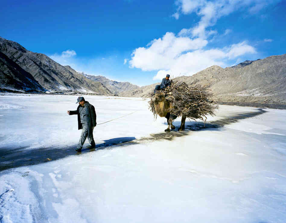 Jimira's husband, Kapan, and a relative carry firewood by camel, carefully traversing a path of sand and soil across a frozen river to avoid slipping.