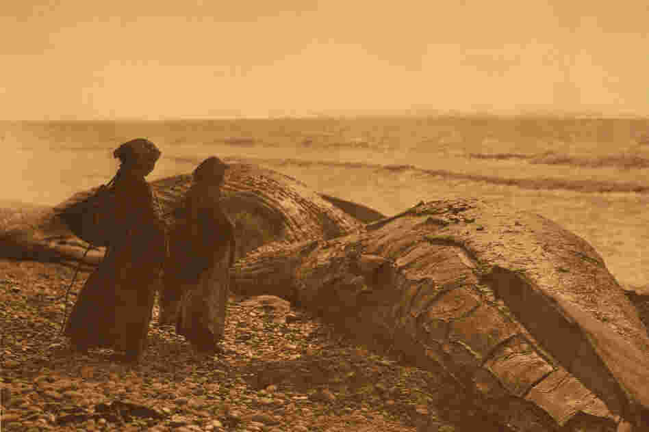 A small humpback whale at Neah Bay on the upper northwest tip of Washington state. The people are identified by Curtis as "Nootka," the Anglicized term for a group indigenous mostly across the water on Vancouver Island.