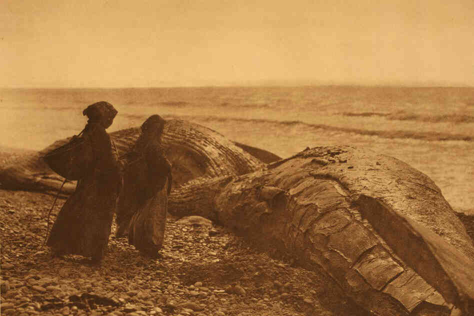 A small humpback whale at Neah Bay on the upper northwest tip of Washington state. The people are identified by Curtis as "Nootka," the Anglicized term for a group indigenous mostly across the water on Vancouver Island.