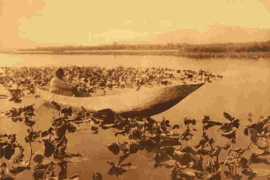 The Klamath tribes, as captured by Curtis, would gather wokas, a type of water lilly, and eat the edible parts.