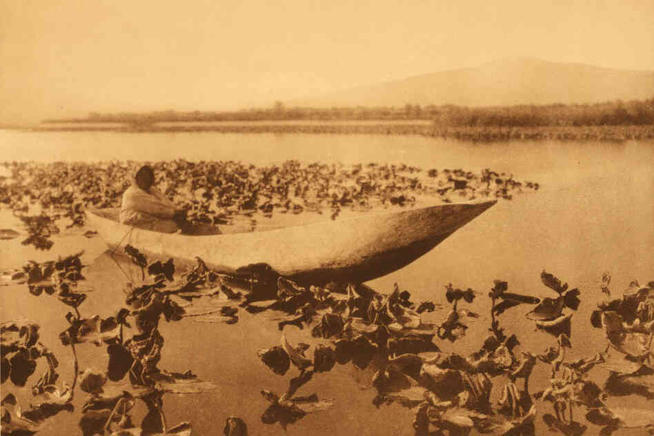 The Klamath tribes, as captured by Curtis, would gather wokas, a type of water lilly, and eat the edible parts.