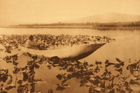 The Klamath tribes, as captured by Curtis, would gather wokas, a type of water lilly, and eat the edible parts.