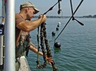 Oyster fisherman Bren Smith on his boat, The Mookie. Smith decided to try his hand at seaweed farming, collaborating with ecology professor Charles Yarish. Oyster fisherman Bren Smith on his boat, The Mookie. Smith decided to try his hand at seaweed farming, collaborating with ecology professor Charles Yarish.
