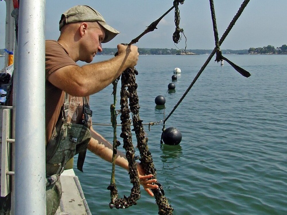 Oyster fisherman Bren Smith on his boat, The Mookie. Smith decided to try his hand at seaweed farming, collaborating with ecology professor Charles Yarish.