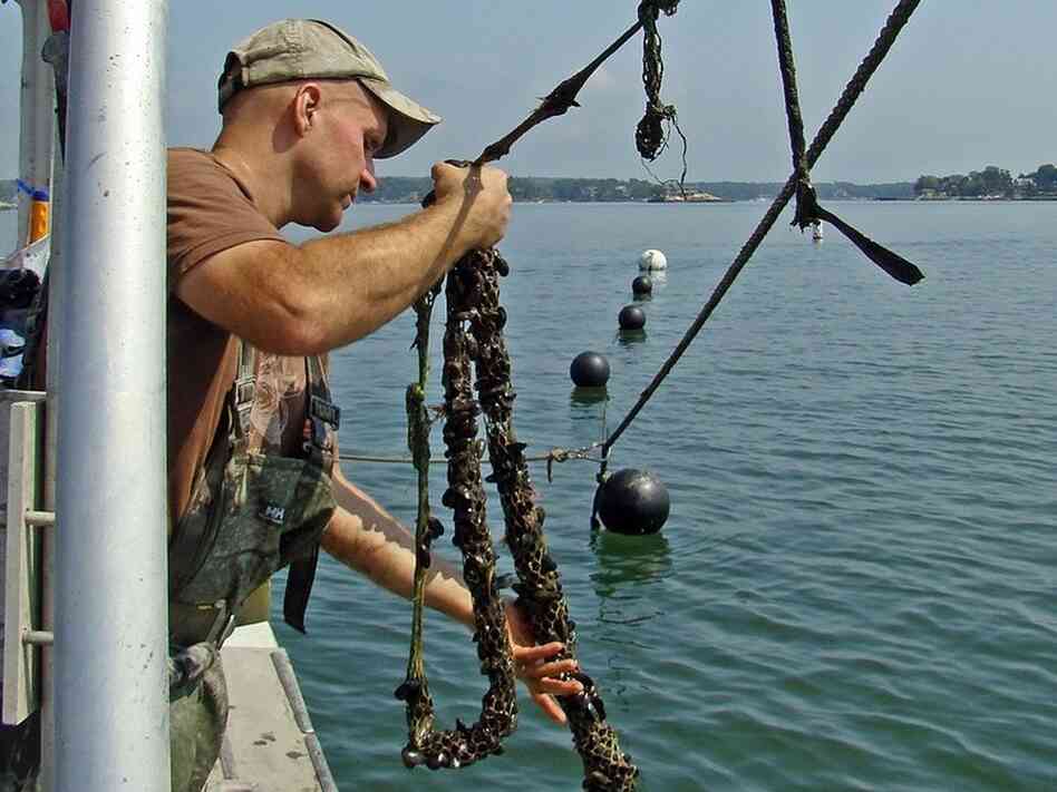Oyster fisherman Bren Smith on his boat, The Mookie. Smith decided to try his hand at seaweed farming, collaborating with ecology professor Charles Yarish.