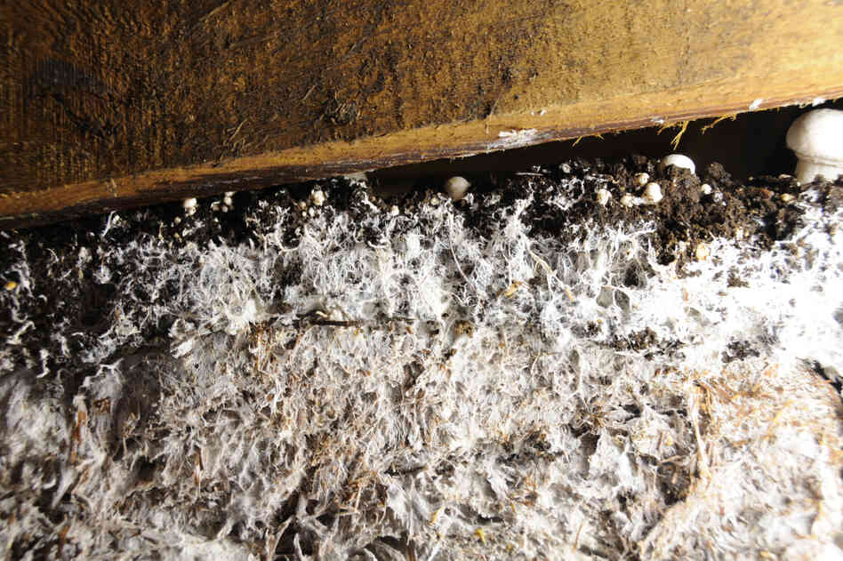 Every 10 weeks, the beds inside the mushroom rooms are filled with compost mixed with spores, and covered with peat moss. The spores germinate and create a thick web of white threads called mycelia, shown here. As the fungi try to reproduce, they send up their fruit — the mushrooms.