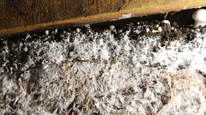 Every 10 weeks, the beds inside the mushroom rooms are filled with compost mixed with spores, and covered with peat moss. The spores germinate and create a thick web of white threads called mycelia, shown here. As the fungi try to reproduce, they send up their fruit — the mushrooms.