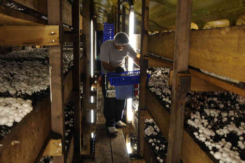 A Mexican worker at Phillips Mushroom Farms. Workers are paid a little more than minimum wage to cut at least 55 pounds of mushrooms an hour.