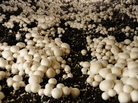Four hundred million pounds of mushrooms come from farms in Chester County, Pa. Four hundred million pounds of mushrooms come from farms in Chester County, Pa.