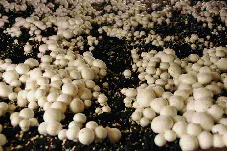 Farms in Chester County, Pa., produce 400 million pounds of mushrooms annually. That's about half of all mushrooms grown in the U.S. They're grown indoors in long, gray cinder-block houses built into the side of a hill. Farms in Chester County, Pa., produce 400 million pounds of mushrooms annually. That's about half of all mushrooms grown in the U.S. They're grown indoors in long, gray cinder-block houses built into the side of a hill.