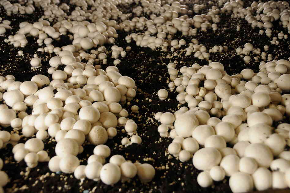Farms in Chester County, Pa., produce 400 million pounds of mushrooms annually. That's about half of all mushrooms grown in the U.S. They're grown indoors in long, gray cinder-block houses built into the side of a hill.