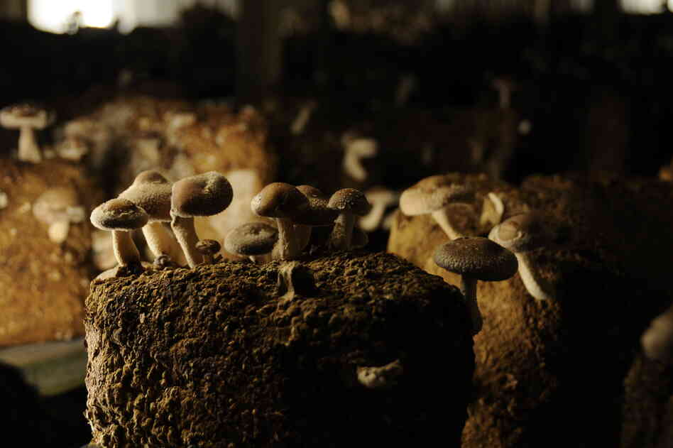 Shiitake mushrooms in a growing room at Phillips Mushroom Farms, one of the big mushroom producers in Kennett Square.