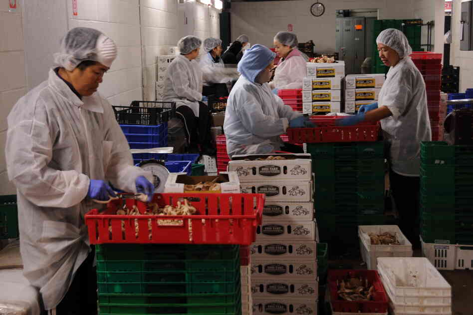 Southeast Asian workers cut shiitake mushrooms at Phillips Mushroom Farms. The mushroom industry in Chester County, Pa., has relied on several waves of immigrant workers, beginning with Italians in the late 1800s.