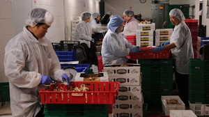 Southeast Asian workers cut shiitake mushrooms at Phillips Mushroom Farms. The mushroom industry in Chester County, Pa., has relied on several waves of immigrant workers, beginning with Italians in the late 1800s.