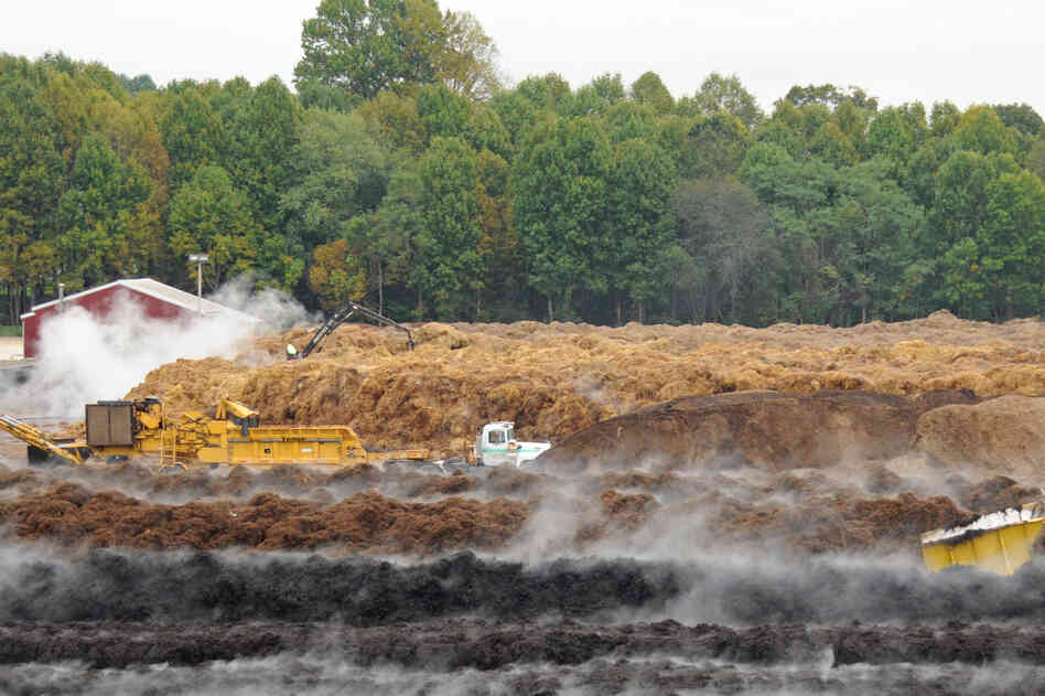 At an industrial compost facility that supplies the mushroom industry in Kennett Square, ground-up corn cobs are mixed with chicken manure, hay, cocoa shells and horse manure. Over time, growers have learned that mushrooms grow best with this blend of nutrients.
