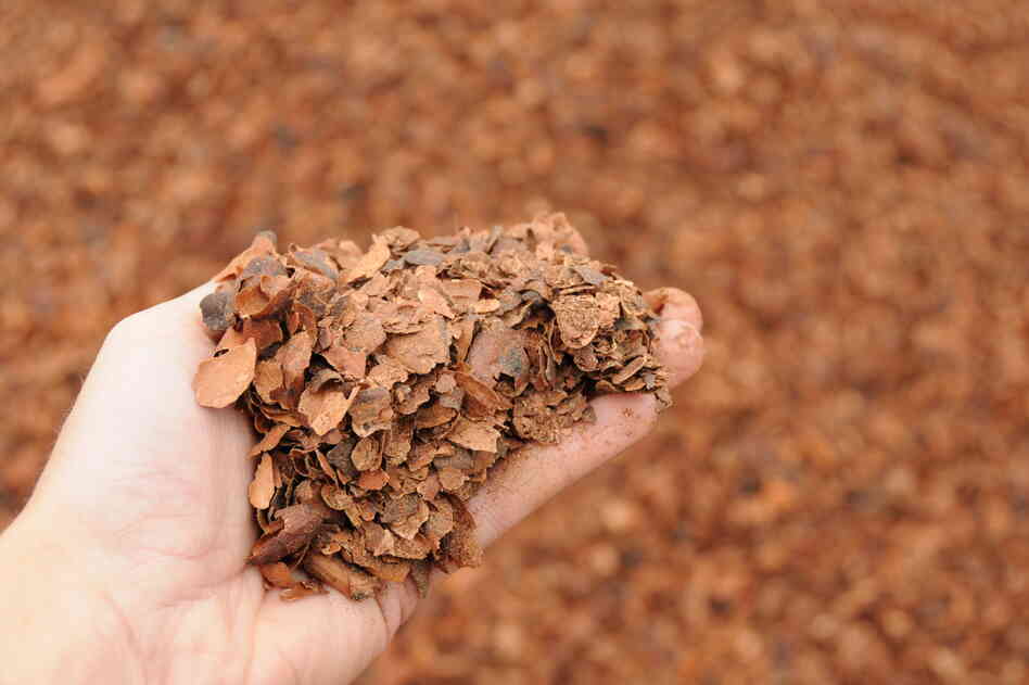 Cocoa shells from a Hershey's chocolate plant in Hershey, Pa., are just one ingredient in the compost that mushroom growers use to feed the fungi.