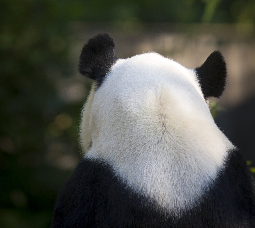 Mei Xiang at the National Zoo earlier today. Her cub died last month.